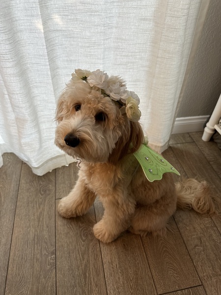 Entry image for Gingerbread. Clicking this image will show a larger photo