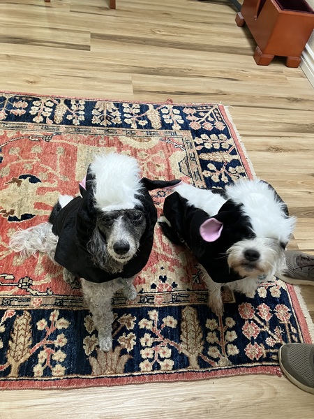 Entry image for Aggie and Vinny. Clicking this image will show a larger photo