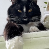 Entry image for Finch 