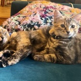 Entry image for Frankie and Snickers