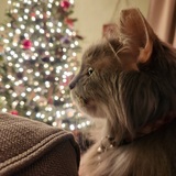 Entry image for Noah