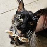 Entry image for Marmalade