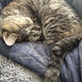 Entry image for Gretel