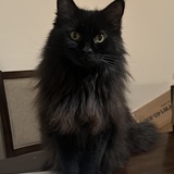 Entry image for Gabby