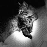 Entry image for Elliott 