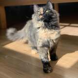 Entry image for Iris