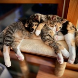 Entry image for Fig & Date