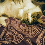 Entry image for Evie