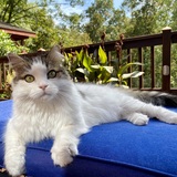 Entry image for Skittles