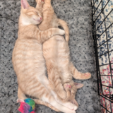 Entry image for Hi-C and Sunny D