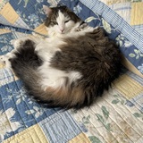 Entry image for Misty (rose)