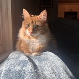 Entry image for steve