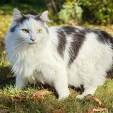 Entry image for Cirrus