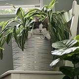 Entry image for Declan  AKA  Decky-doo