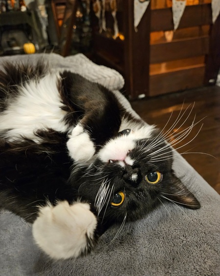 Entry image for Winnie. Clicking this image will show a larger photo