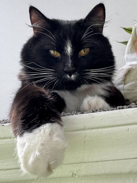 Entry image for Finch . Clicking this image will show a larger photo