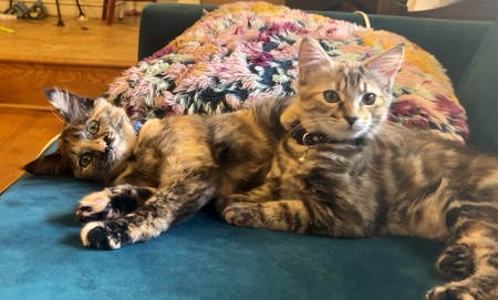 Entry image for Frankie and Snickers. Clicking this image will show a larger photo