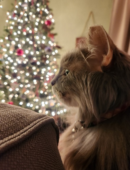 Entry image for Noah. Clicking this image will show a larger photo