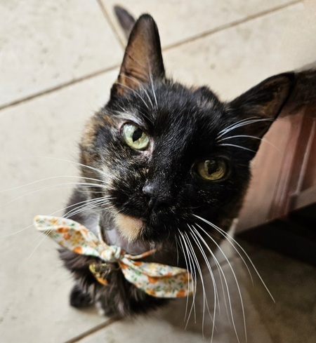 Entry image for Marmalade. Clicking this image will show a larger photo