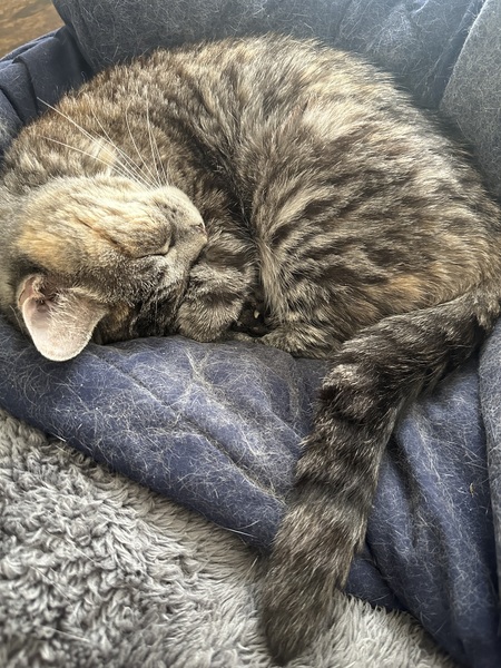 Entry image for Gretel. Clicking this image will show a larger photo