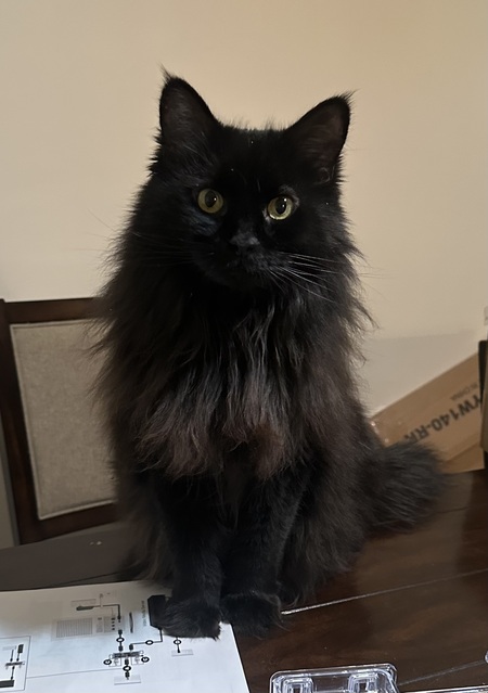 Entry image for Gabby. Clicking this image will show a larger photo