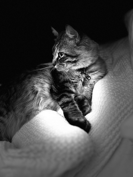 Entry image for Elliott . Clicking this image will show a larger photo