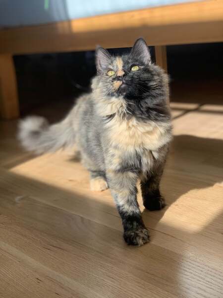 Entry image for Iris. Clicking this image will show a larger photo