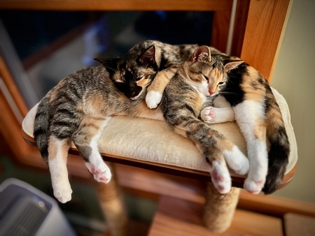 Entry image for Fig & Date. Clicking this image will show a larger photo