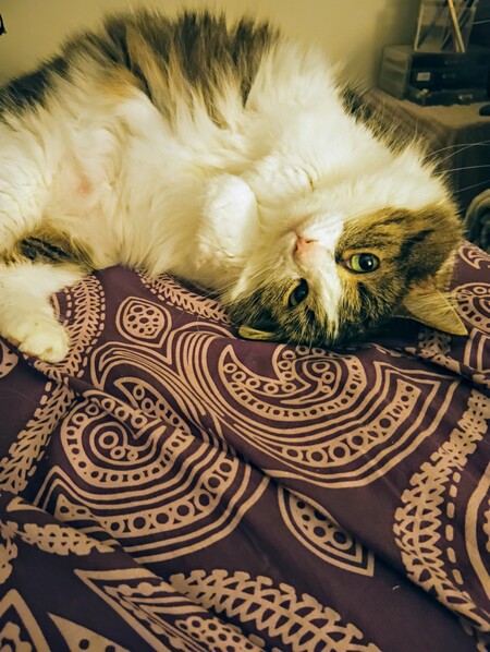 Entry image for Evie. Clicking this image will show a larger photo