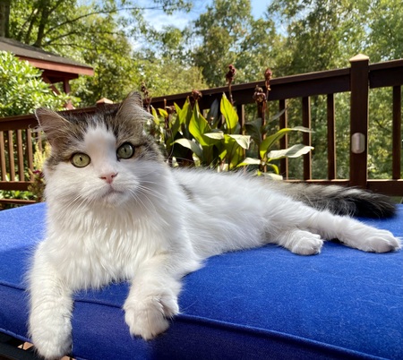 Entry image for Skittles. Clicking this image will show a larger photo