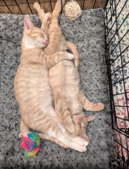 Entry image for Hi-C and Sunny D. Clicking this image will show a larger photo