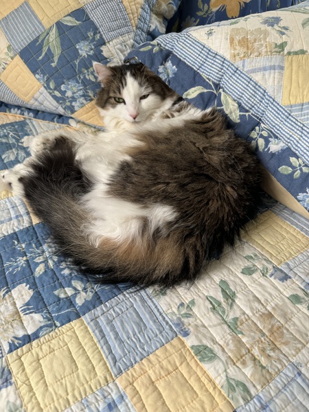 Entry image for Misty (rose). Clicking this image will show a larger photo