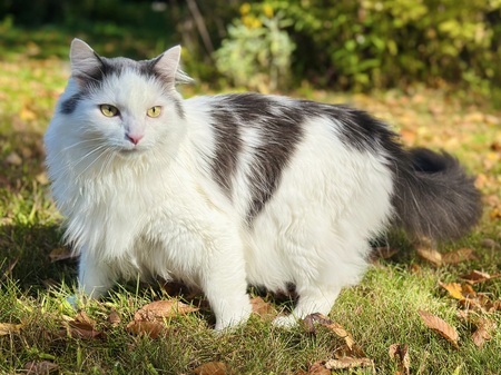 Entry image for Cirrus. Clicking this image will show a larger photo