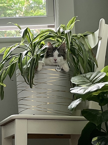 Entry image for Declan  AKA  Decky-doo. Clicking this image will show a larger photo