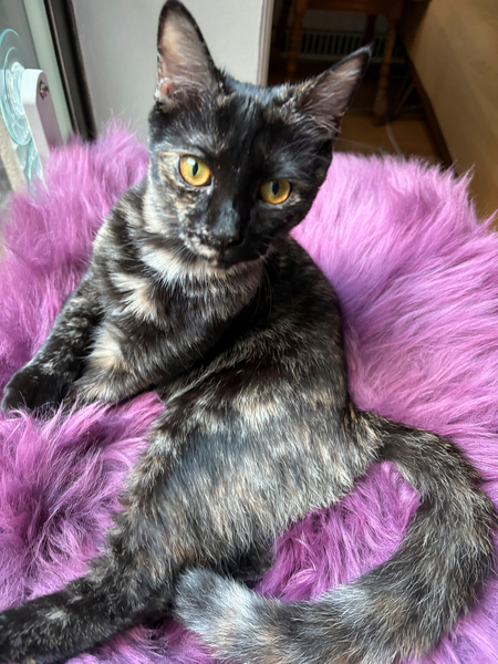 Entry image for Osa. Clicking this image will show a larger photo