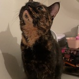 Entry image for Lilah