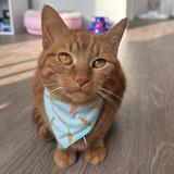 Entry image for Ziggy