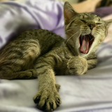 Entry image for Pretzel