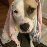 Entry image for Doggy