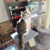 Entry image for Michi Fur Cloud