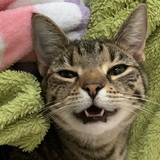 Entry image for Minibelle 