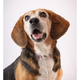 Entry image for Theo Bruse 