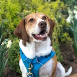 Entry image for Tank Bruse 