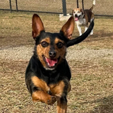 Entry image for Pepper Bruse 