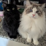 Entry image for Prosciutto and Cheese 