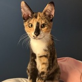 Entry image for Bibi