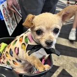 Entry image for Pearl