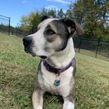 Entry image for Olive