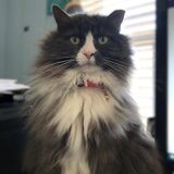 Entry image for Pyewacket