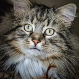 Entry image for Max Kozura